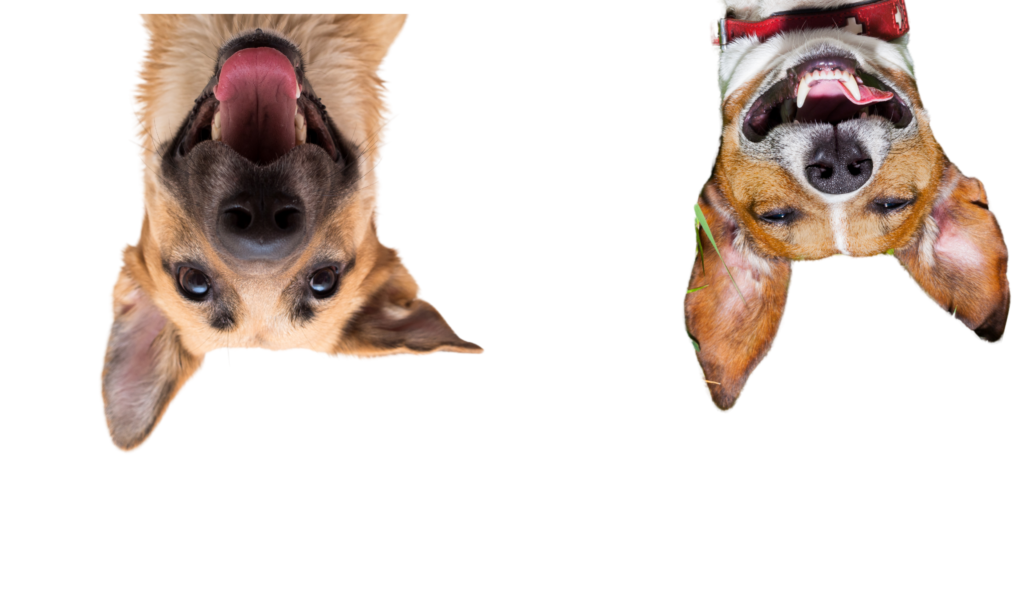 gazon-synthetique-artificiel-chiens-duo-gagnant